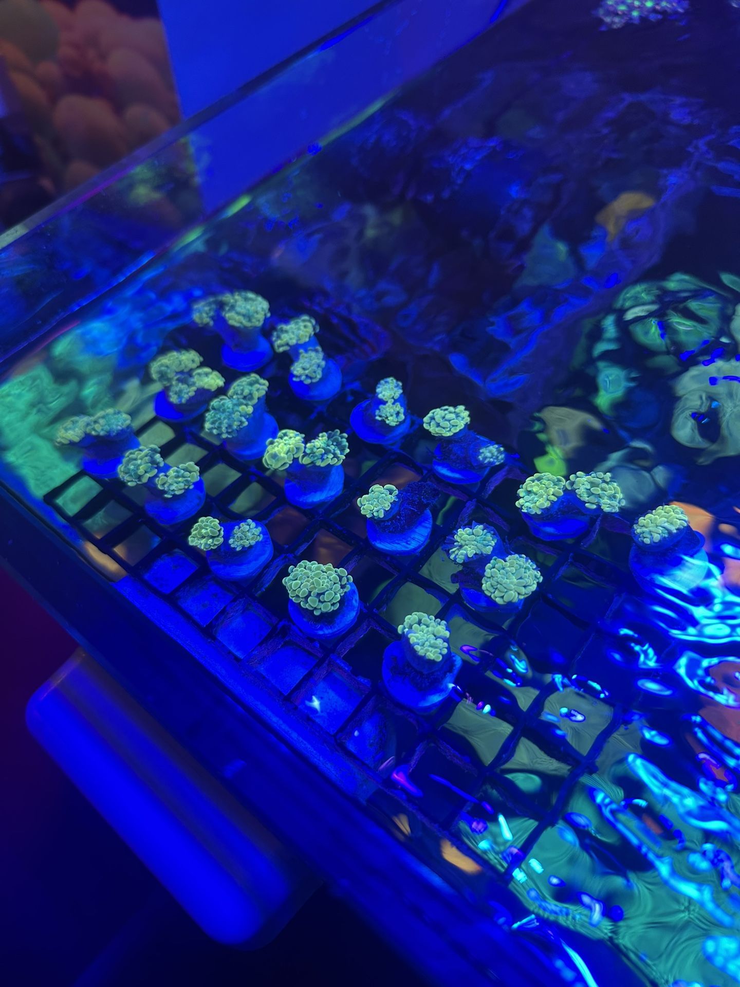 Gold Hammer Corals