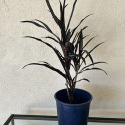 Cordyline Black Ti Plant 