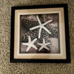 3 Starfish  Photo 