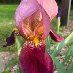 Indian Chief Iris , Deep Blood-Red with Bronze Iris homegrown perennial plants