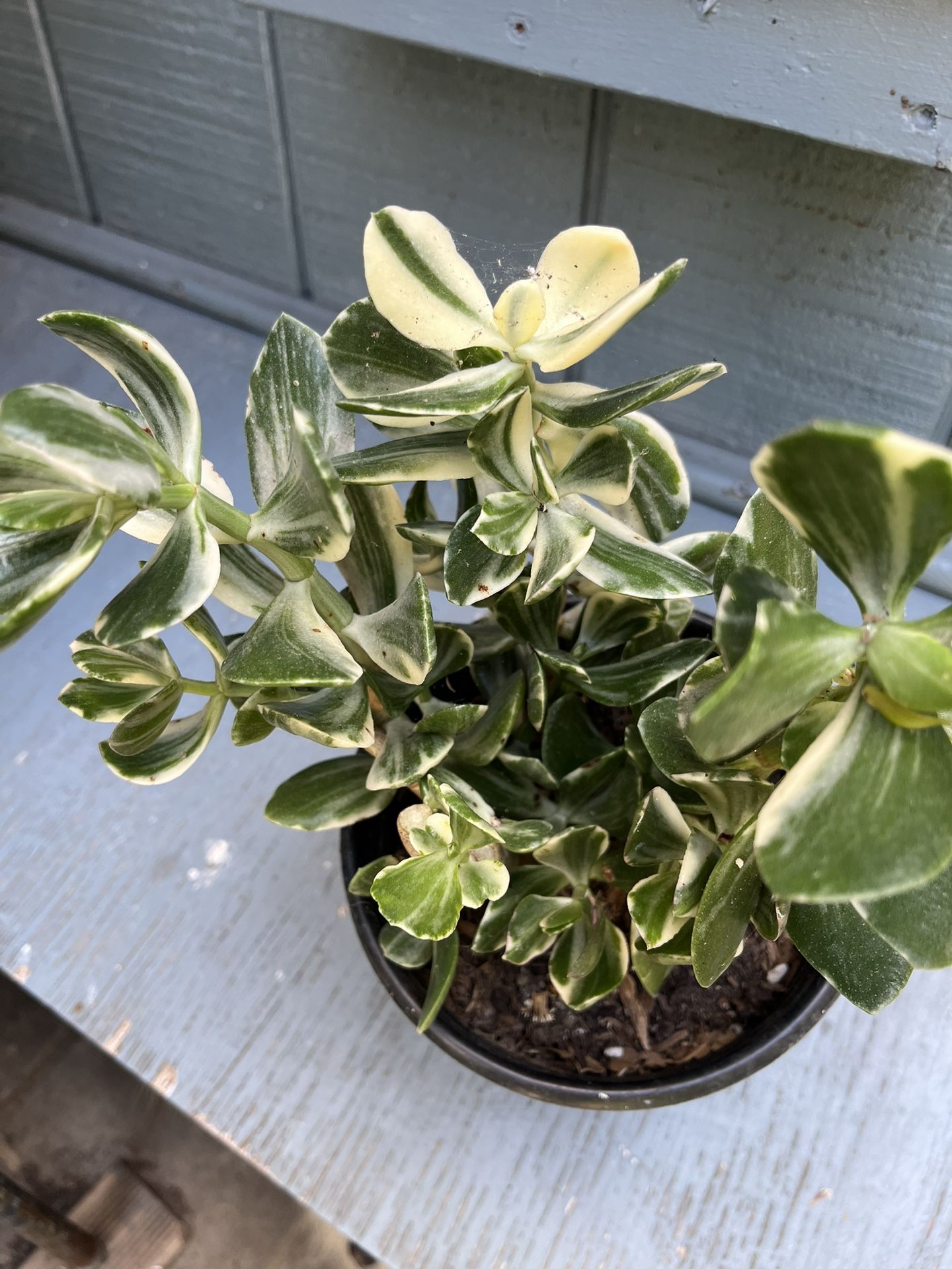 Variegated Jade Plant Color Marble And Green $15  Whole Pot 