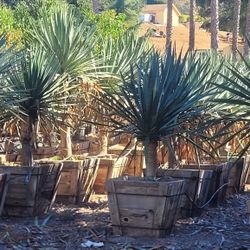 Dragon Trees, Birds Of Paradise And Fruit Trees