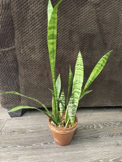 Snake Plant
