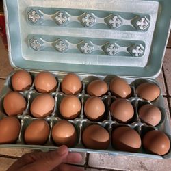 fresh eggs $5.00 dozen