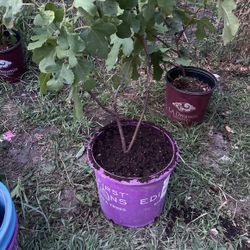 Chicago Hardy Fig Tree 