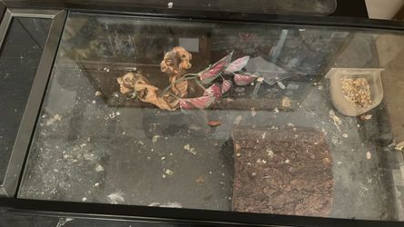 Glass Reptile or medium Animal Tank