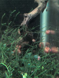 Pink ramshorn snails