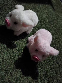 Oink oink piggy