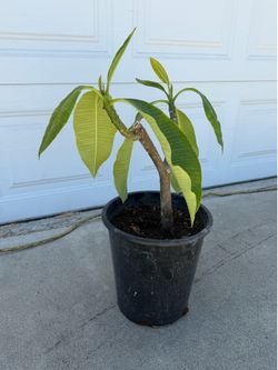 Multi-Branched Plumeria Plant (Frangipani)