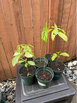 Avocado Plant in 6” Planter