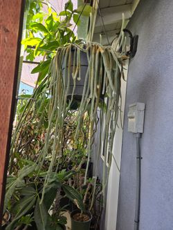 Rat tail cactus