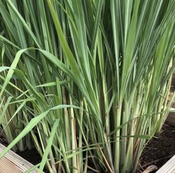 Fresh Lemongrass Stalks - 10 Large Stalks for $10