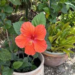 Blooming Hibiscus Plant In Largo 