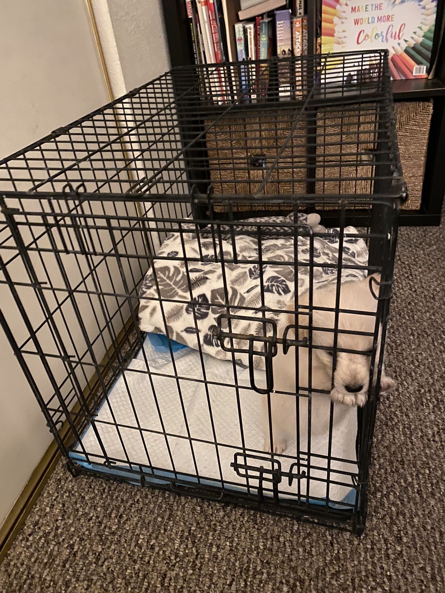 Dog Crate 