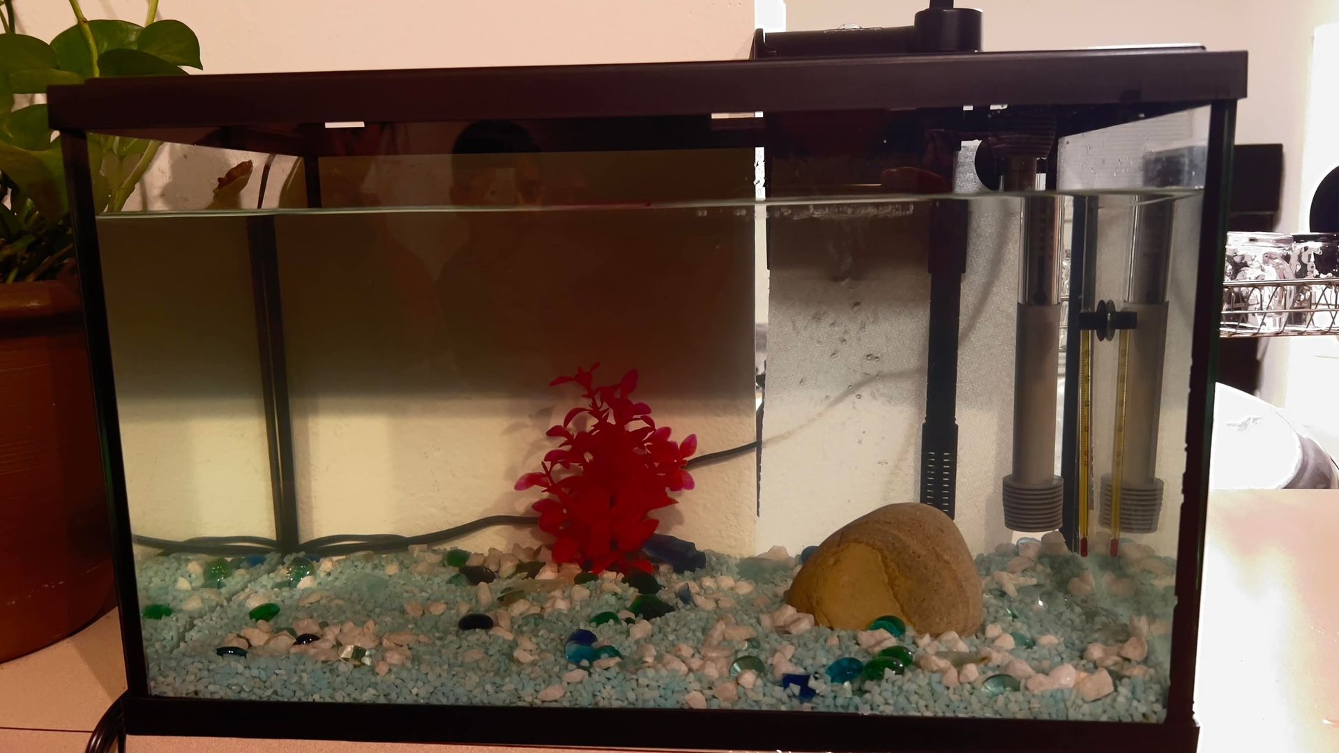 10 Gal Fish Tank