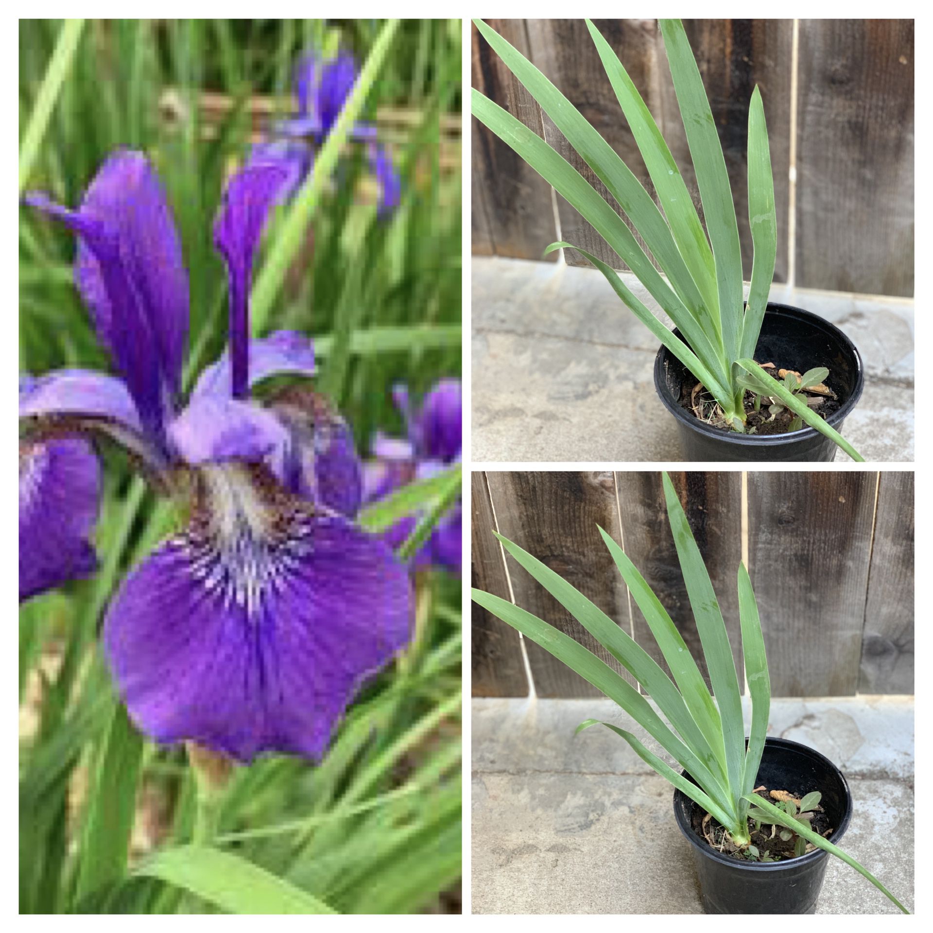Purple flower iris plant in 1 gallon pot