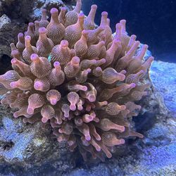 Salt Water Anemone  Coral