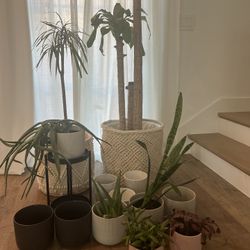 Various Flower Pots/planters - Plants Included 