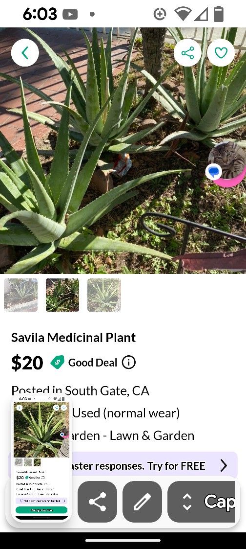 Aloe Vera Plant