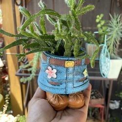 Planta Succulent 