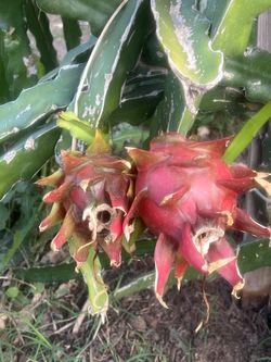 Organic Home Grown  Dragon Fruits Fresh
