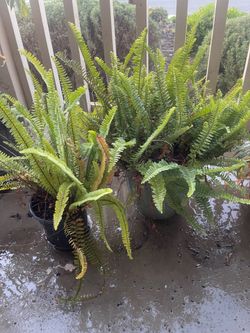 Plants