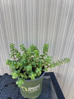Succulent Live Plant