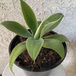 1.5 Gallon Pot Succulent Plant - Foxtail Agave Attenuata - Swan Neck - Elephant's Trunk - Rooted Plant - Drought Resistant - 🪴