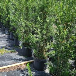 Beautiful Podocarpus About 5 Feet Tall $26 Instant Privacy Plants Green Fencing Privacy Hedges 