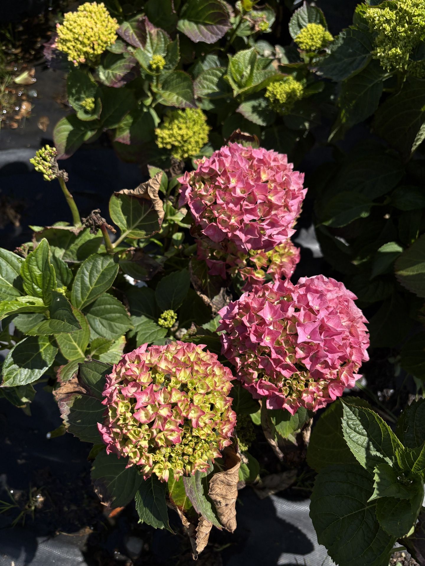 Magical Diamond Hydrangeas