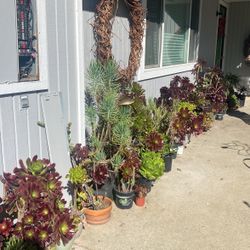 Succulents Various Types And Sizes Selling From 5.00 To 30.00 Your Choice