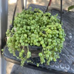 Plant In Handle Pot