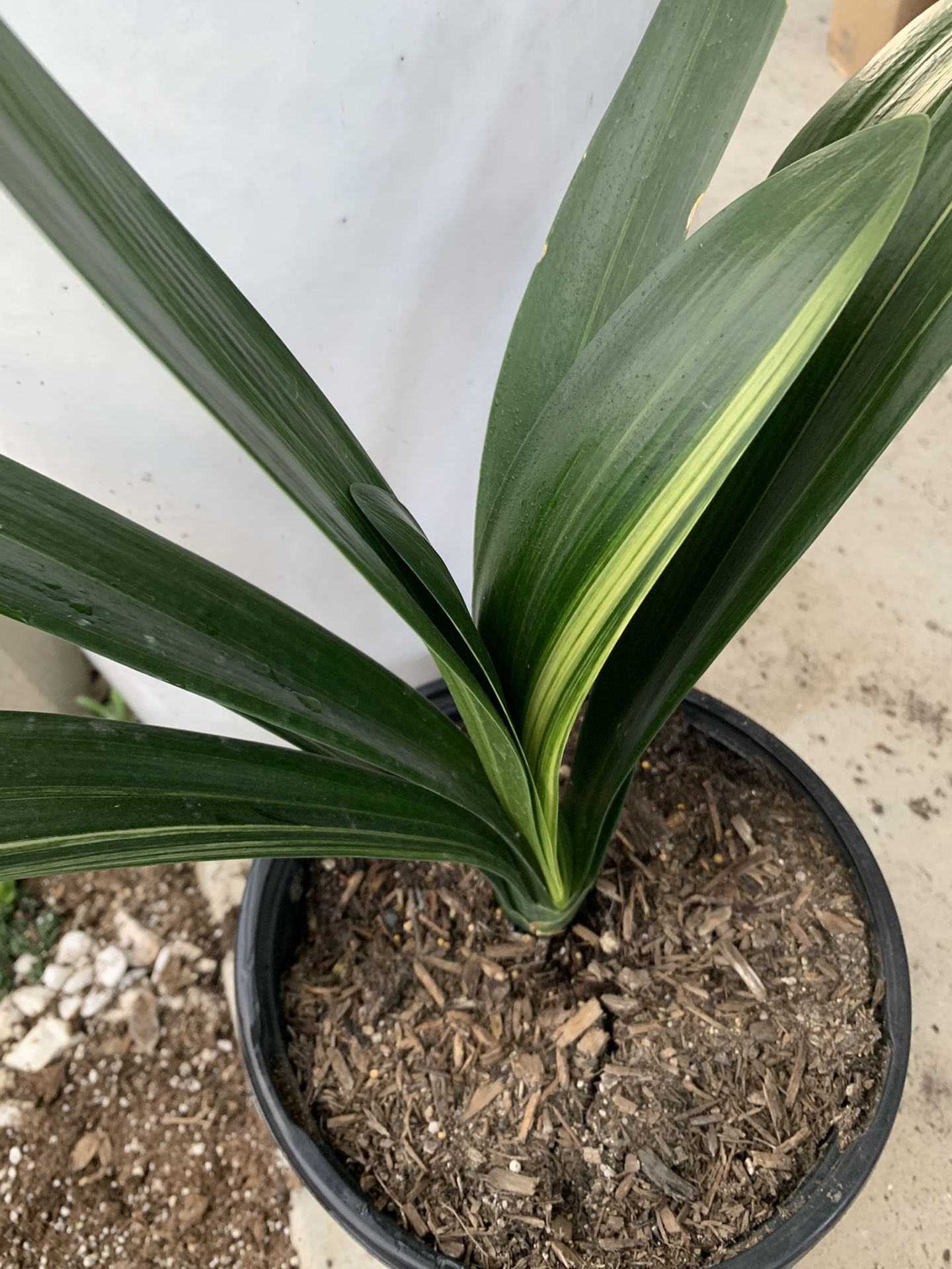 Variegated Clivia Miniata