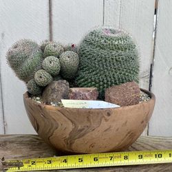 Bonsai Cactus