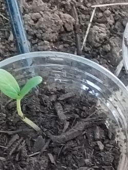 Baby cantaloupe seedlings
