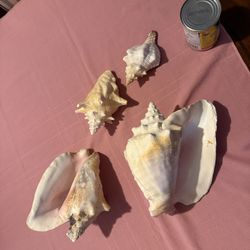 Decorative Conch Shells 