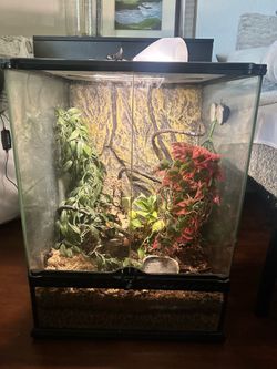 Semi planted terrarium