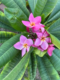 Plumeria cuttings 1 to 2 feet long