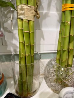 BUNDLE SUPER TALL BAMBOO GOOD LUCK LONG LIFE WEALTH