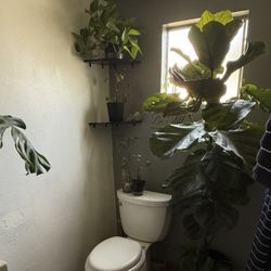 Fiddle Leaf Over 6ft