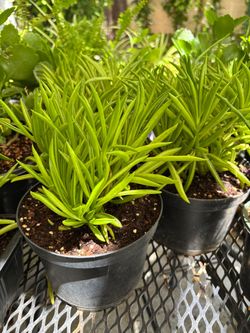 Happy Bean Plants (peperomia ferreyrae)
