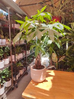 Money Tree