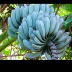 Banana Tree Ice Cream Blue Java