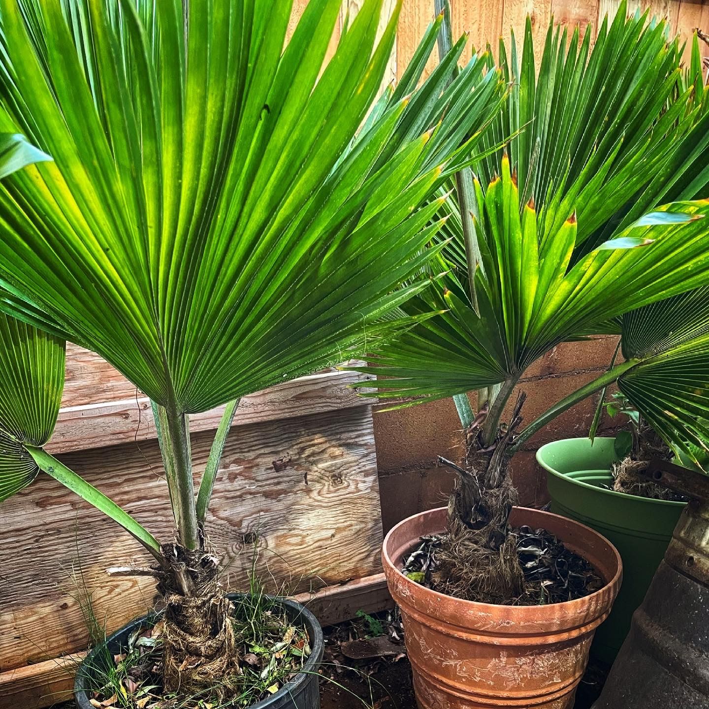 CHINESE FAN PALMS