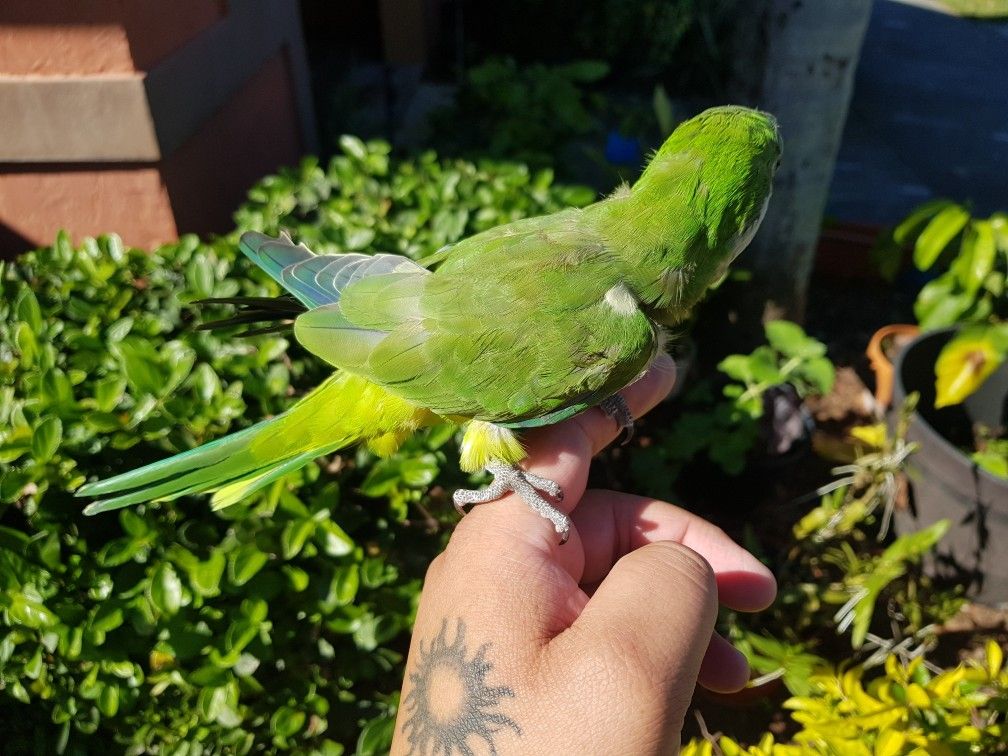 Cotorra Argentina