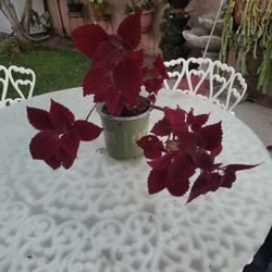 Potted Coleus Plant