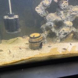 Fish Tank Decorations