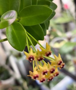 Hoya Cumingiana