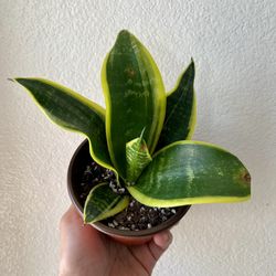 Snake Plant Birds Nest Variegated 