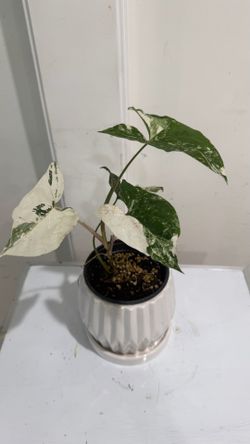 Syngonium Albo